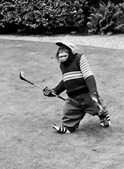 A Chimpanzee at Twycross Zoo geared up for golf. 10th September 1980