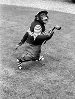 Images Dated 10th September 1980: A Chimpanzee at Twycross Zoo geared up for golf. 10th September 1980