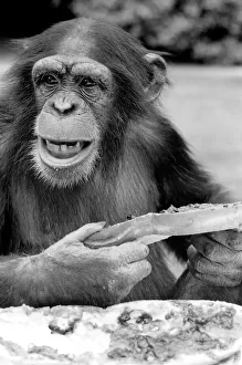 Chimpanzee at Twycross Zoo gives a shout of disapproval after eating some of his jam Chimpanzee at Twycross Zoo gives a shout of disapproval after eating some of his jam