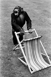 Images Dated 30th August 1980: A Chimpanzee at Twycross Zoo handling a deck chair. 30th August 1980
