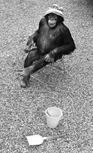 A Chimpanzee at Twycross Zoo sitting on a chair with a bucket and spade nearby A Chimpanzee at Twycross Zoo sitting on a chair with a bucket and spade nearby