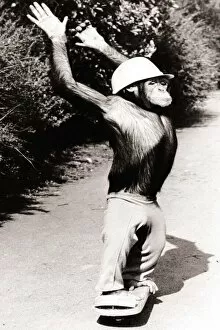 A Chimpanzee wearing a crash helmet riding on a skate board