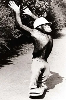 A Chimpanzee wearing a crash helmet riding on a skate board A Chimpanzee wearing a crash helmet riding on a skate board