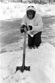 A Chimpanzee wrapped up against the cold, clearing the paths after a fall of snow at A Chimpanzee wrapped up against the cold, clearing the paths after a fall of snow at