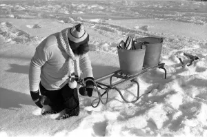 A Chimpanzee wrapped up against the cold, pulling a sled loaded with fish toward A Chimpanzee wrapped up against the cold, pulling a sled loaded with fish toward
