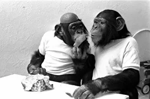 Images Dated 25th March 1981: Two Chimpanzees celebrating Easter with chocolate eggs at Twycross Zoo. 25th March 1981