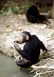 Chimpanzees lazing round at a nature reserve in The Gambia where they are re-habilitated