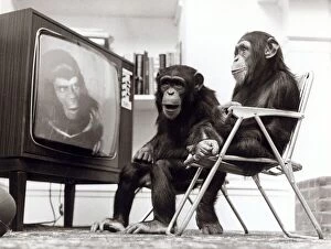 Images Dated 1st November 1974: Chimpanzees Noddy and Chops sit down to watch Planet of the Apes on the television