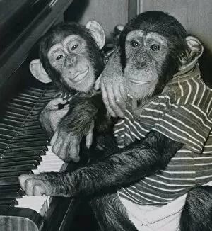 Images Dated 21st March 1970: These two chimps, Bugsy & Jinxsy, both 3, are from Southam zoo