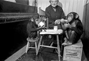 The Chimps going through their training today. March 1953 D1170-001 The Chimps going through their training today. March 1953 D1170-001