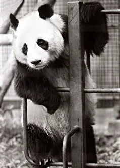 Mirror/0100to0199 00146/ching ching panda september 1981 hanging Mirror/0100to0199 00146/ching ching panda september 1981 hanging