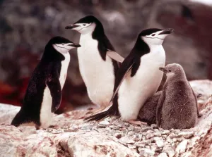 Chinstrap penguins with their chicks at Paradise Bay in Antarctica March 1974 Chinstrap penguins with their chicks at Paradise Bay in Antarctica March 1974