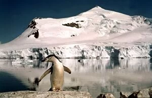Images Dated 1st March 1974: Chinstrap penguins with their chicks at Paradise Bay in Antarctica March 1974