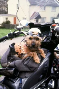 00137 Gallery: Chit the Yorkshire terrier in leathers on motorbike 1992 01 / 04 / 1992