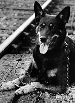 Images Dated 3rd September 1972: Chrissie beside the track where her pup died after slipping her collar