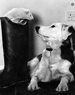 Cindy the dog with Mildred the Ferret who loves playing Hide and Seek Cindy the dog with Mildred the Ferret who loves playing Hide and Seek