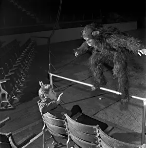Circus Clowns Escaped gorilla Elvira at the Bertram Mills Circus menaces a member Circus Clowns Escaped gorilla Elvira at the Bertram Mills Circus menaces a member
