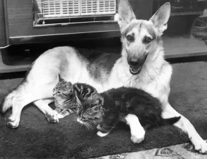 Clara the Alsatian is keen on picking up litter - a litter of kittens she has adopted Clara the Alsatian is keen on picking up litter - a litter of kittens she has adopted