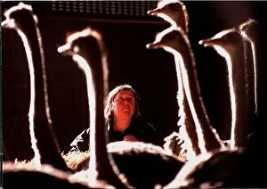 Images Dated 7th February 1997: Clarissa Dickson-Wright with some of her ostriches