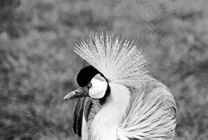 Close up of a grey crowned crane. January 1975 75-00240-007