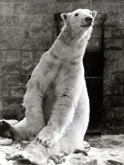 Clyde the Polar Bear - January 1985 at home in the snow at Chesington Zoo Clyde the Polar Bear - January 1985 at home in the snow at Chesington Zoo