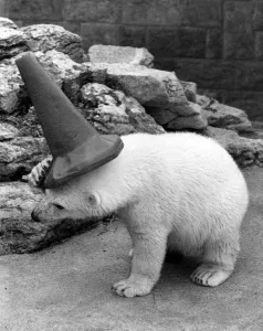 Clyde the polar bear wearing a cone on his head as he plays around in his new enclosure Clyde the polar bear wearing a cone on his head as he plays around in his new enclosure
