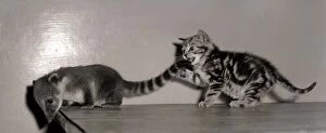 00136 Gallery: Coati Mundi attacked by a Kitten September 1957 A©Mirrorpix