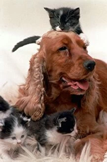 Images Dated 14th July 1996: Cocker Spaniel dog looking after a group of four kittens July 1996