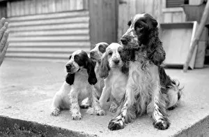 Images Dated 12th August 1977: Cocker Spaniel dog and puppies at the Frant Kennels in Hildenborough near Tonbridge who