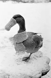 Cold Duck showing off his scarf and bill warmer. January 1985 Cold Duck showing off his scarf and bill warmer. January 1985