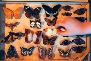 Images Dated 1st February 1999: A collection of butterflies in February 1999