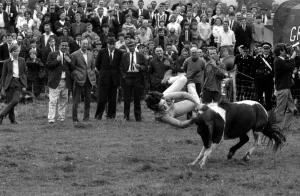 Comeptitiors riding bullocks and ponies watched by a large crowd during the Llangollen Comeptitiors riding bullocks and ponies watched by a large crowd during the Llangollen