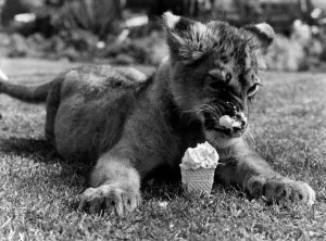 Cool for Cats Marquis has a hot day licked: 6 months old lion cub Marquis Cool for Cats Marquis has a hot day licked: 6 months old lion cub Marquis