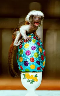 Cotton-top monkey Sparky with his Easter egg. Little monkey sitting on top