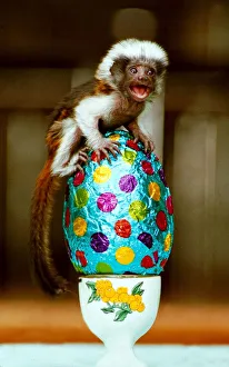 Cotton-top monkey Sparky with his Easter egg little monkey sitting on top of an egg Cotton-top monkey Sparky with his Easter egg little monkey sitting on top of an egg