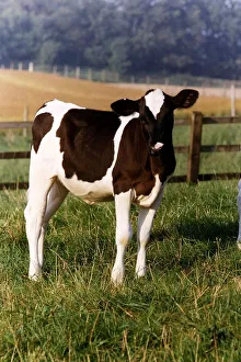 Cow standing in pastures grazing circa 1994 Cow standing in pastures grazing circa 1994