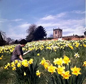 Images Dated 1st March 1970: Crayke Village Church Springtime Spring Flowers Daffodils 1970