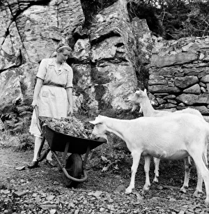 The crofters of the Island of Soay in the Hebrides are being evacuated to the Island of The crofters of the Island of Soay in the Hebrides are being evacuated to the Island of