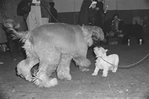 Images Dated 11th February 1977: Crufts Dog Show. A couple of dogs say hello to each other Crufts