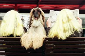Images Dated 14th March 1995: Crufts Dog Show, held at the NEC. 14th March 1995