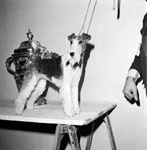 Images Dated 8th February 1975: Crufts. Dog winner. February 1975 75-00769-002