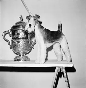 Images Dated 8th February 1975: Crufts. Dog winner. February 1975 75-00769-006