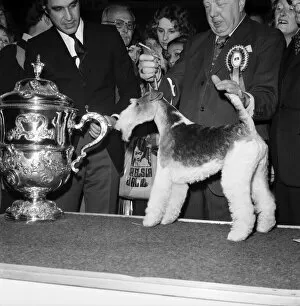 Images Dated 8th February 1975: Crufts. Dog winner. February 1975 75-00769-009