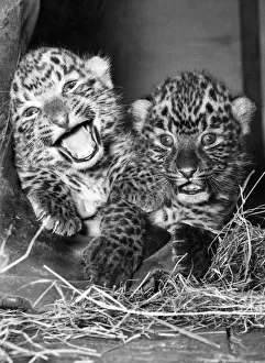 These cuddly Leopard twins clearly think life's a laugh These cuddly Leopard twins clearly think life's a laugh