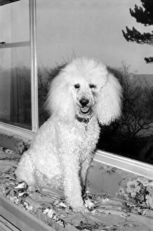 Cute Animals: Dogs: Pet poodle dog. February 1981 81-00508-002