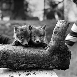 Two cute fox cubs. April 1975