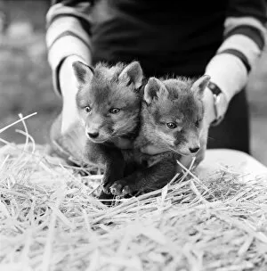 Images Dated 17th April 1975: Two cute fox cubs April 1975