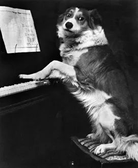 D. M. Clever Dogs: Bob, the 3 year old Sheepdog of Mr. & Mrs D. M. Clever Dogs: Bob, the 3 year old Sheepdog of Mr. & Mrs