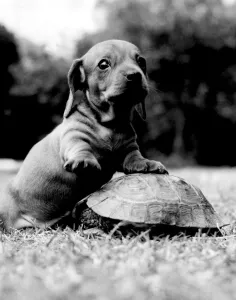 One of the three Dachshund puppies born to champion Minutest 1960 One of the three Dachshund puppies born to champion Minutest 1960