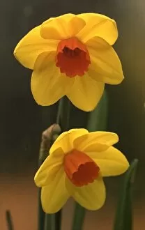 Images Dated 25th March 1999: Daffodils in bloom
